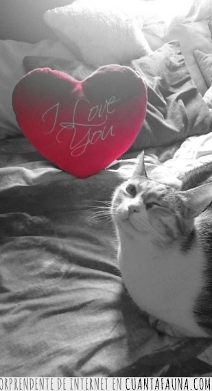 i love you,cojin,rojo,corazón